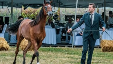 lead acceleration marketing services